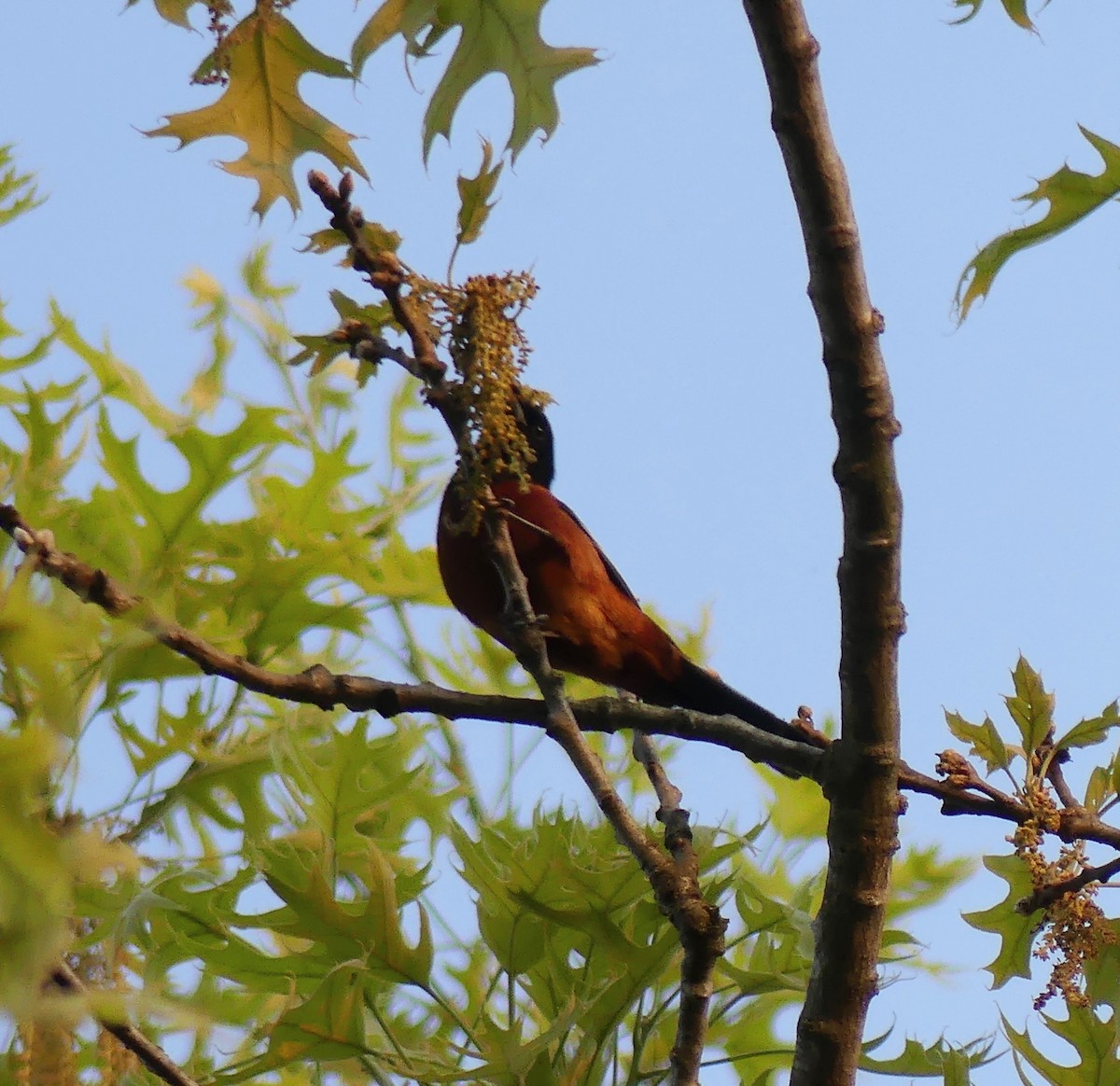 Orchard Oriole - ML619061601