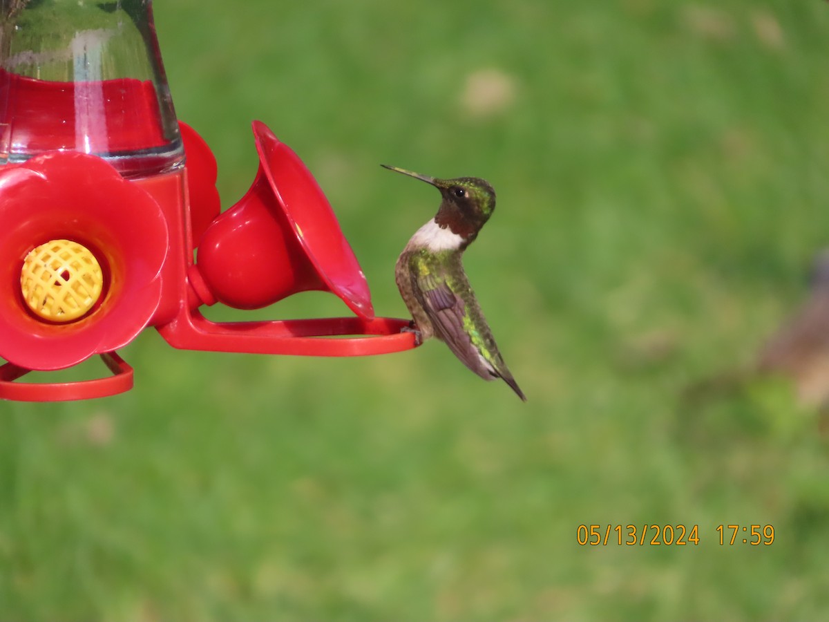 Ruby-throated Hummingbird - ML619061602