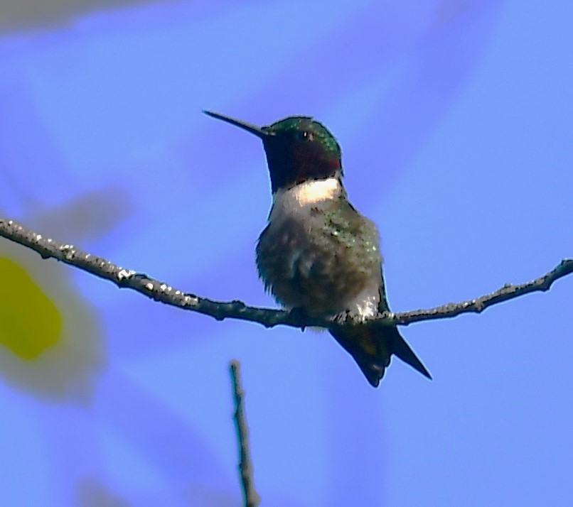 Ruby-throated Hummingbird - MJ Heatherington