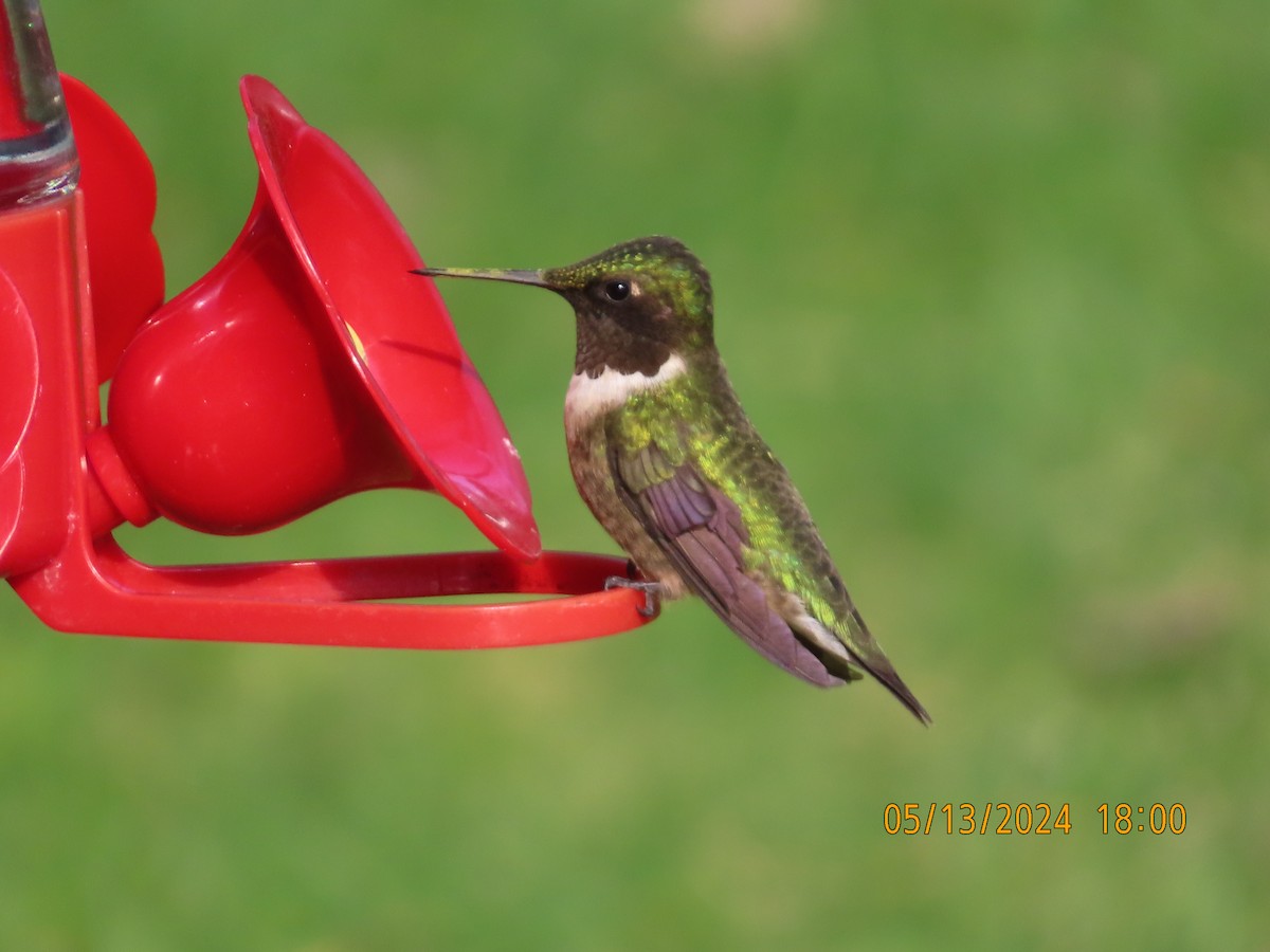 Ruby-throated Hummingbird - ML619061617