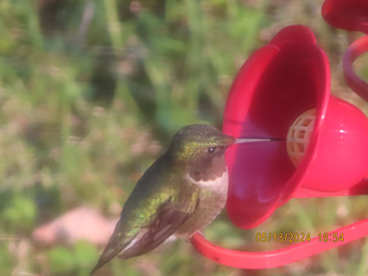 Ruby-throated Hummingbird - gabrielle jastrebski
