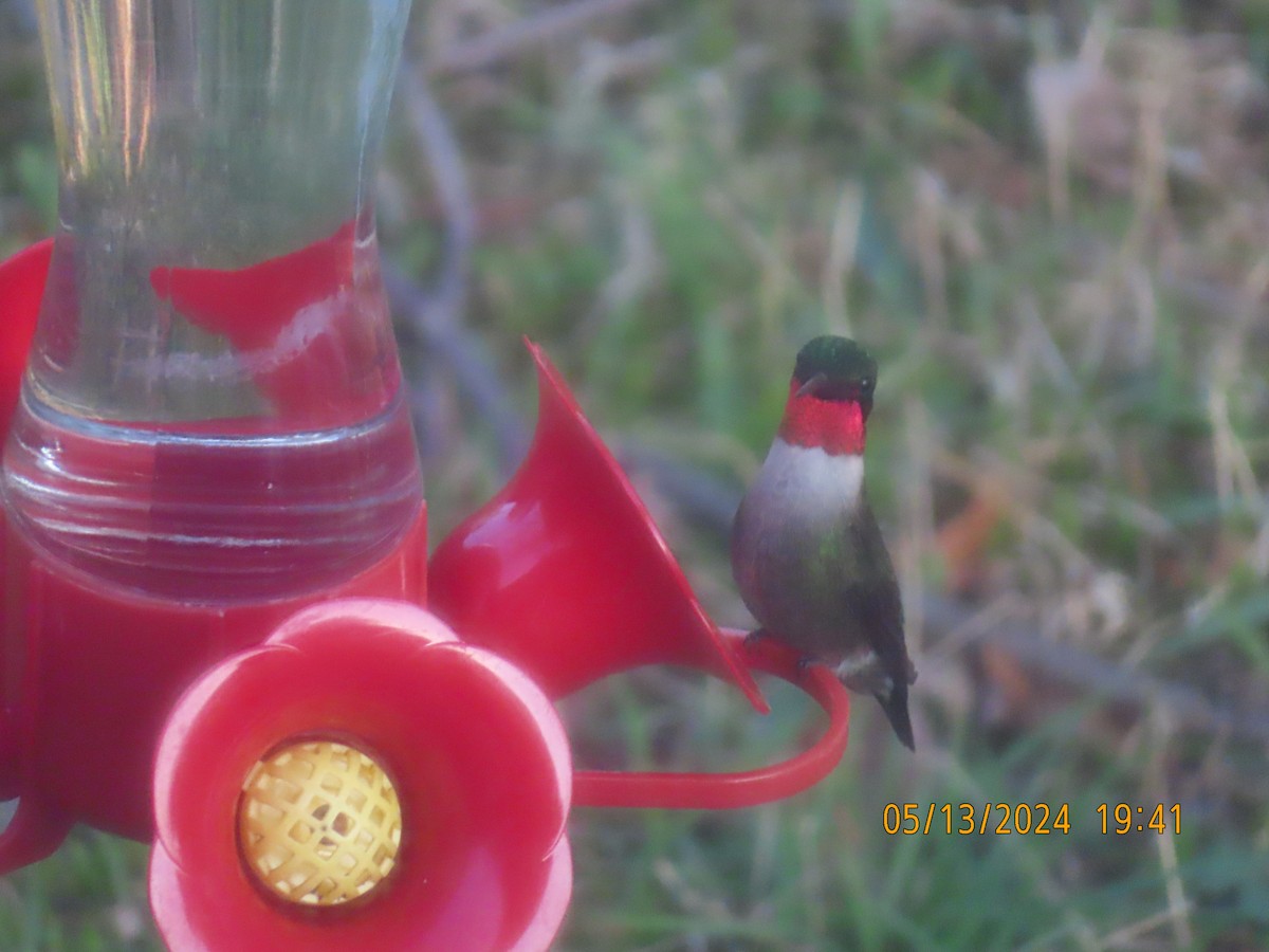 Ruby-throated Hummingbird - ML619061659