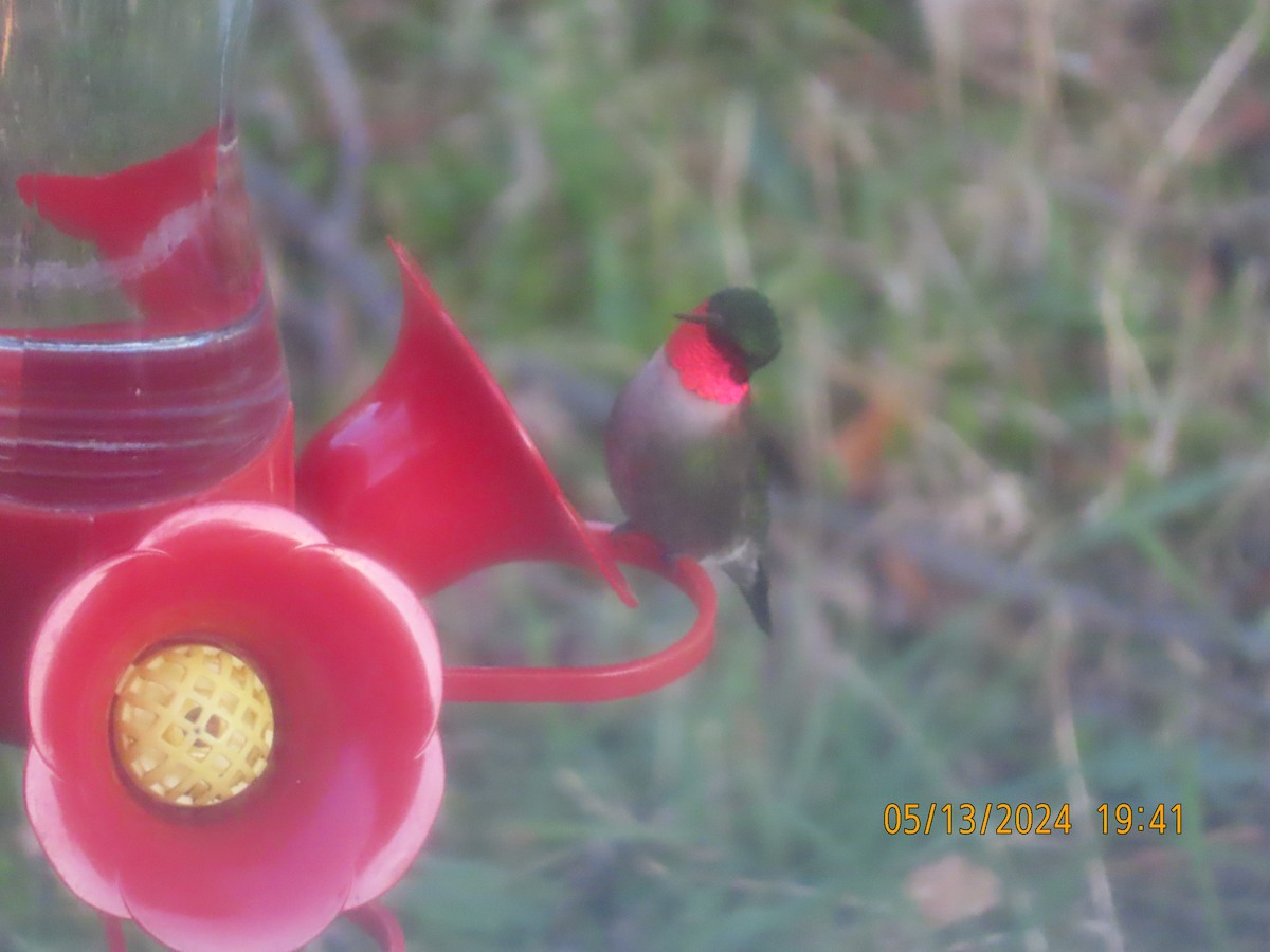 Ruby-throated Hummingbird - ML619061663
