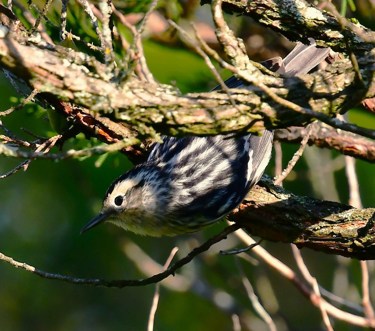 Black-and-white Warbler - ML619061713