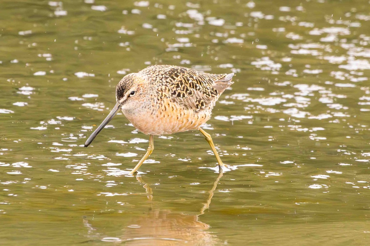 Long-billed Dowitcher - ML619061719