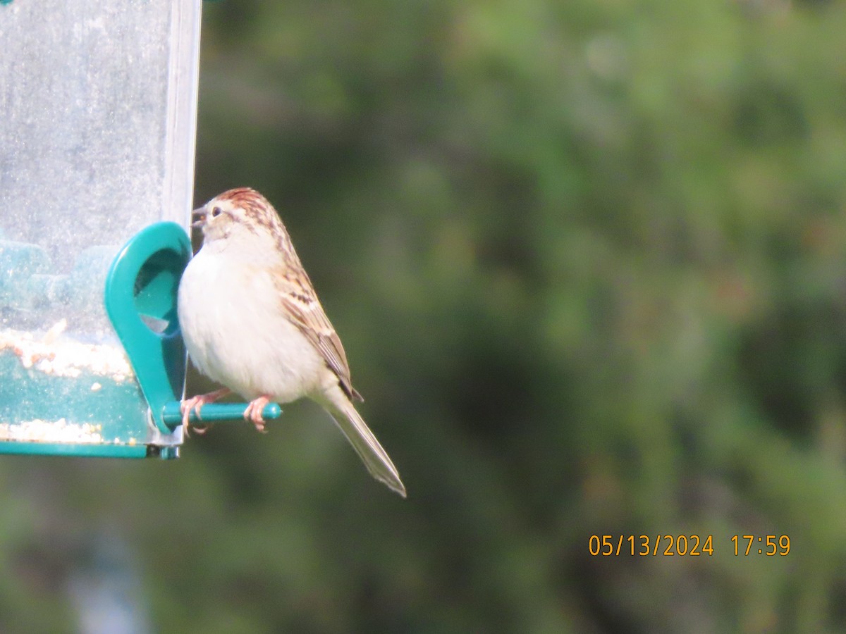 Chipping Sparrow - ML619061737