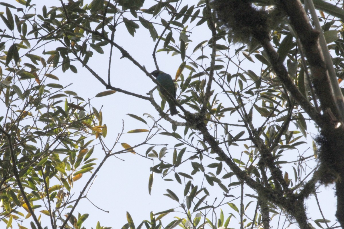 Green-headed Tanager - ML619061750