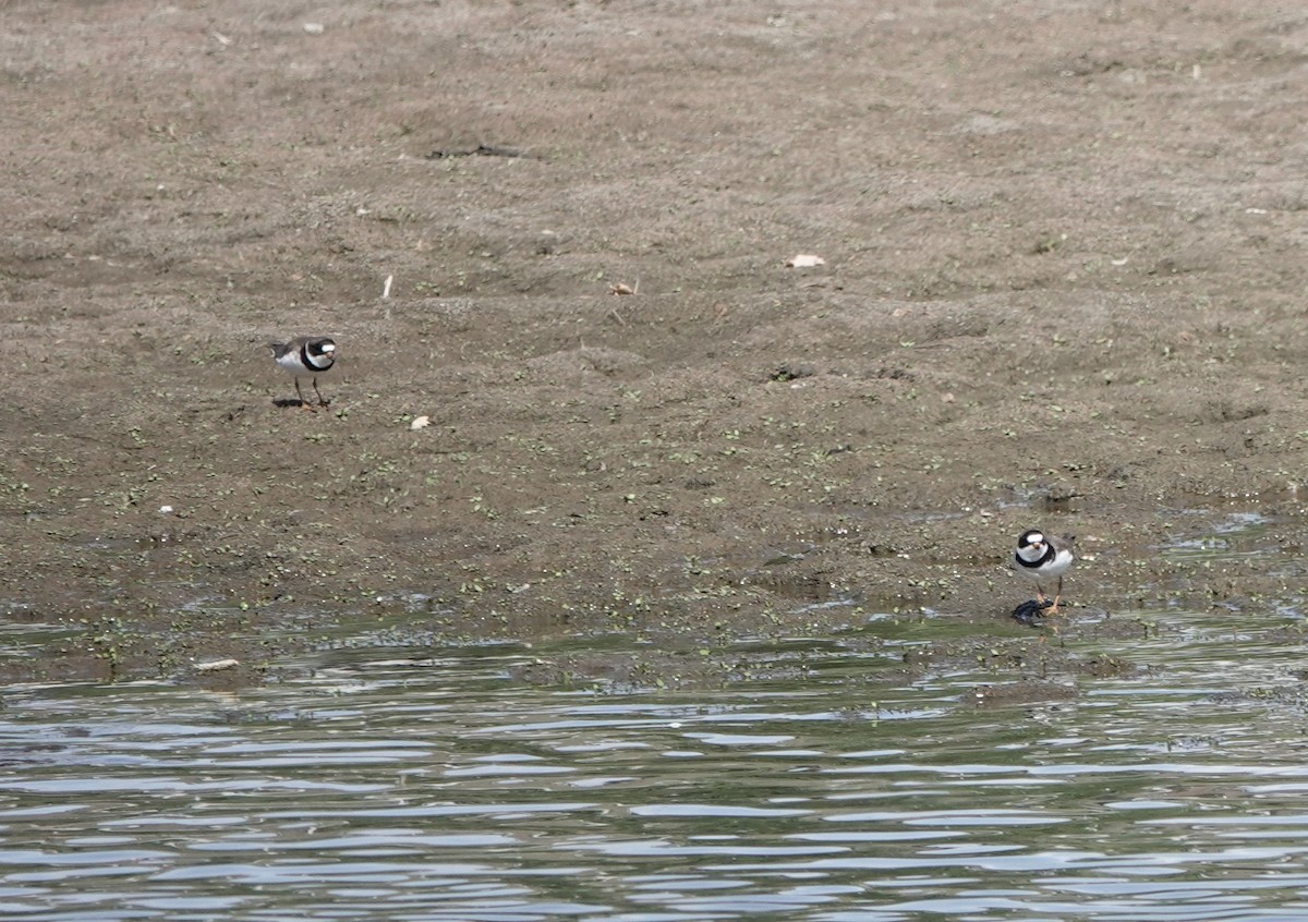 Semipalmated Plover - ML619061755