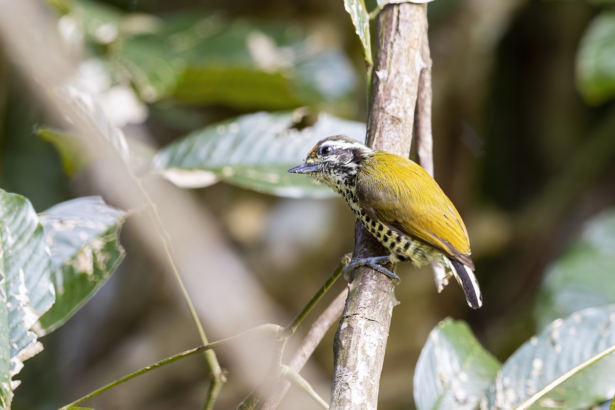 Speckled Piculet - ML619061772