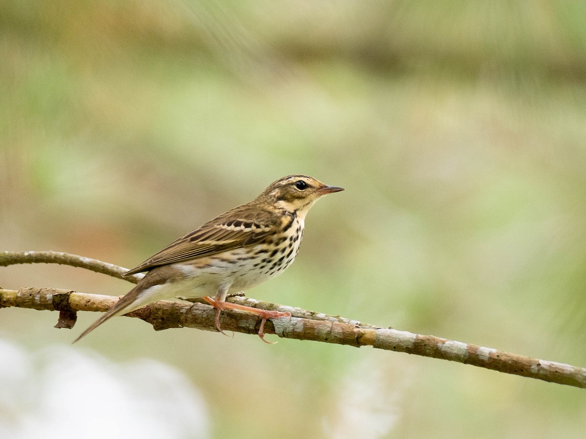 Olive-backed Pipit - ML619061801