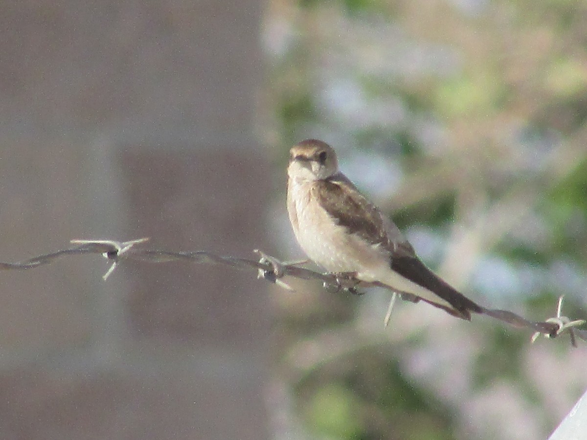 Northern Rough-winged Swallow - ML619061803