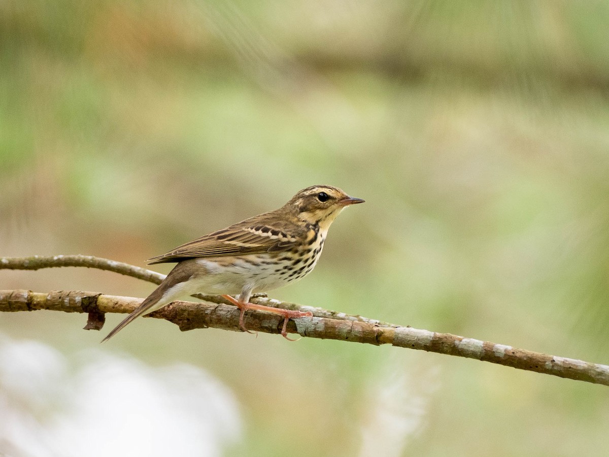 Olive-backed Pipit - ML619061805