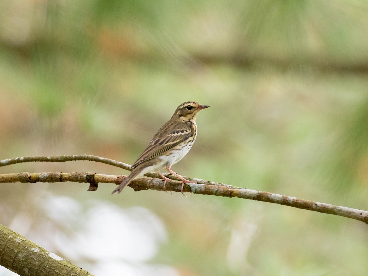 Olive-backed Pipit - ML619061806