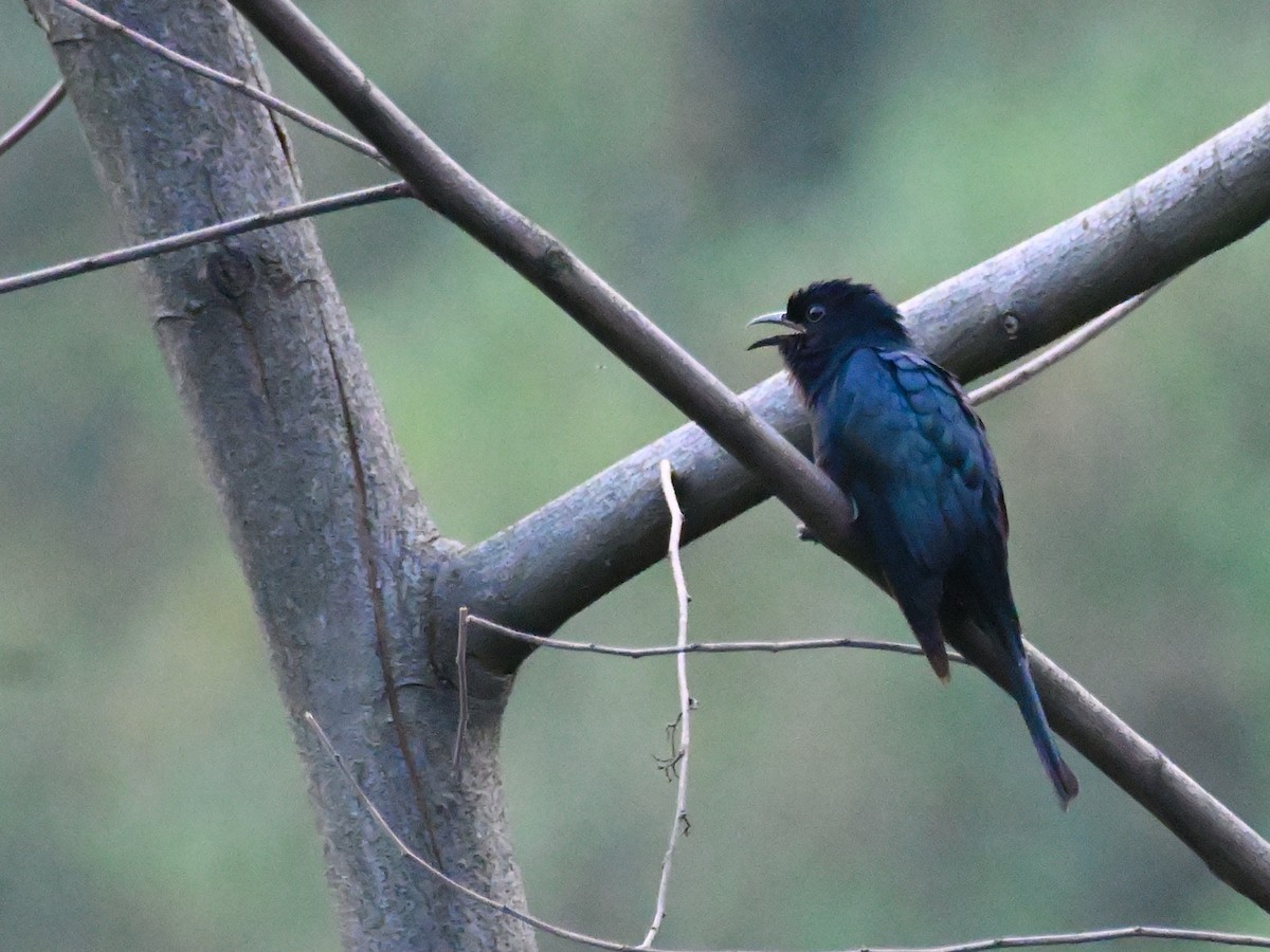 Square-tailed Drongo-Cuckoo - Anshu Arora