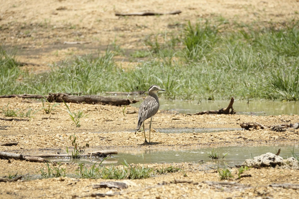 Double-striped Thick-knee - ML619061829