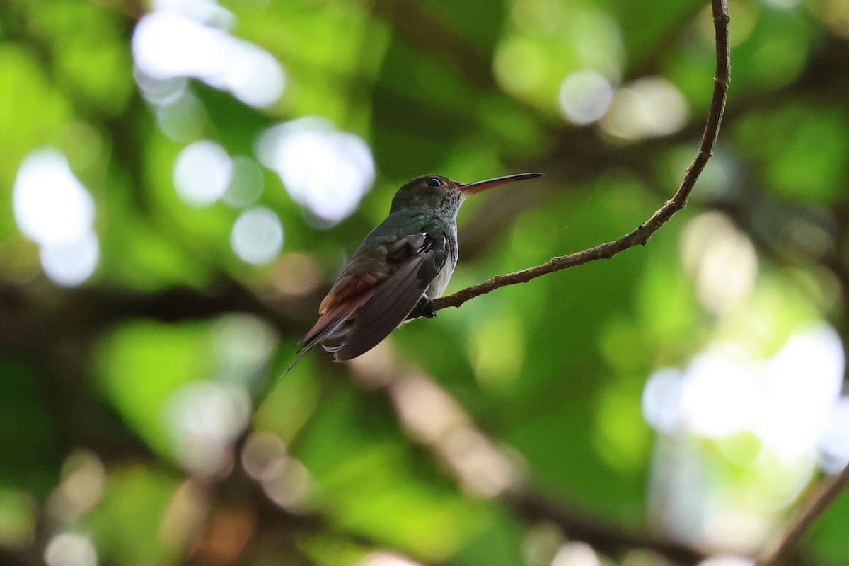 Rufous-tailed Hummingbird - ML619061852