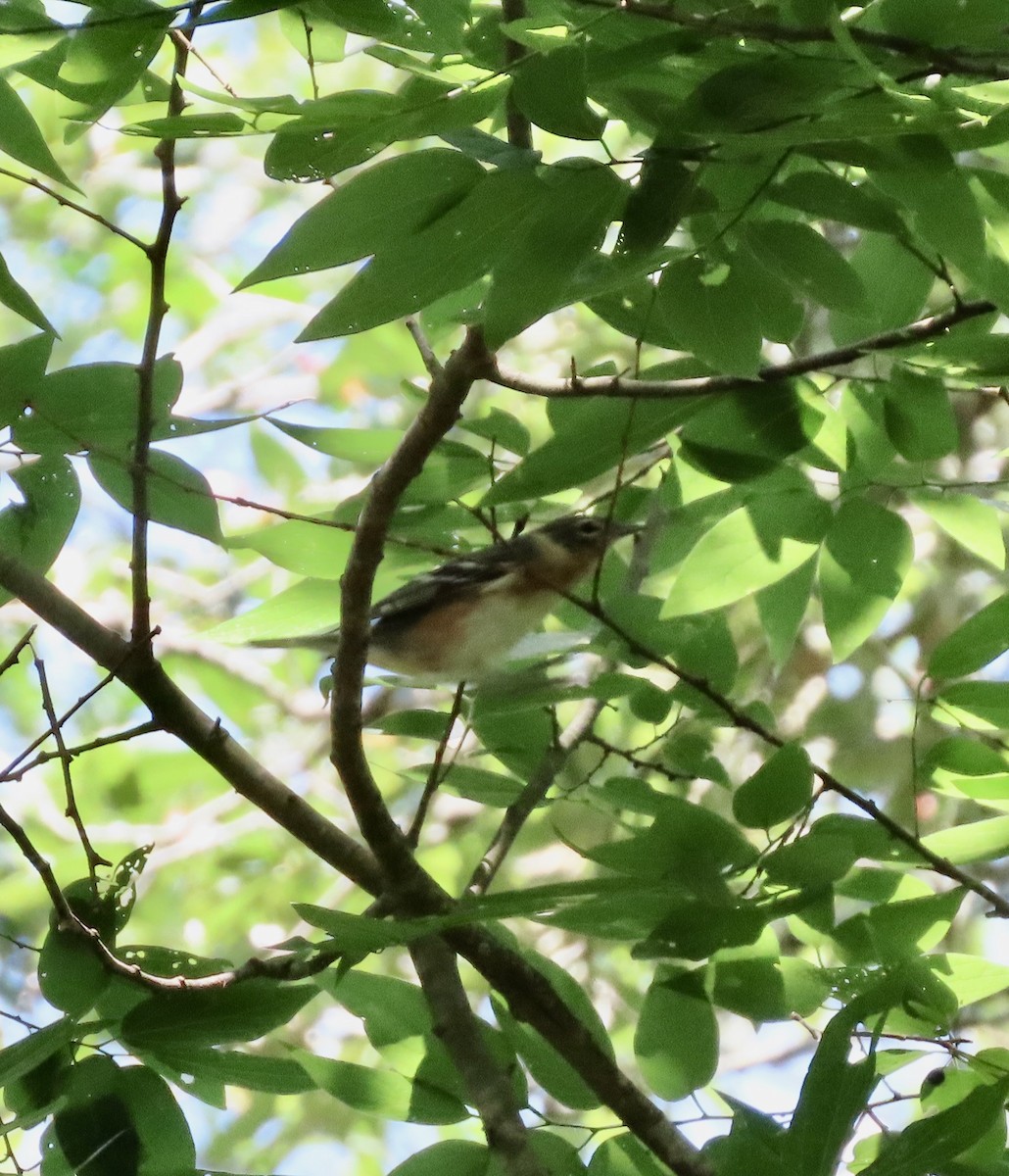 Bay-breasted Warbler - ML619061880