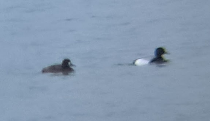 Greater Scaup - ML619061888