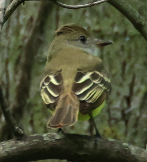 Great Crested Flycatcher - Kenneth  Thompson