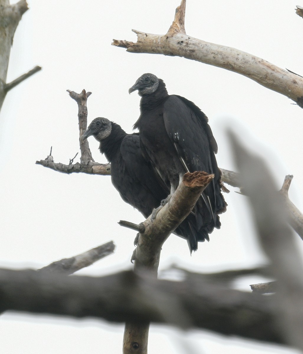 Black Vulture - Margaret Poethig