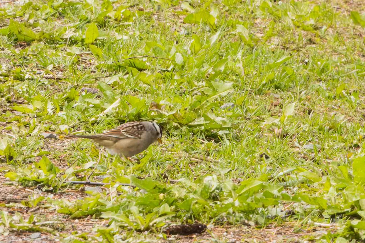 White-crowned Sparrow - ML619061915