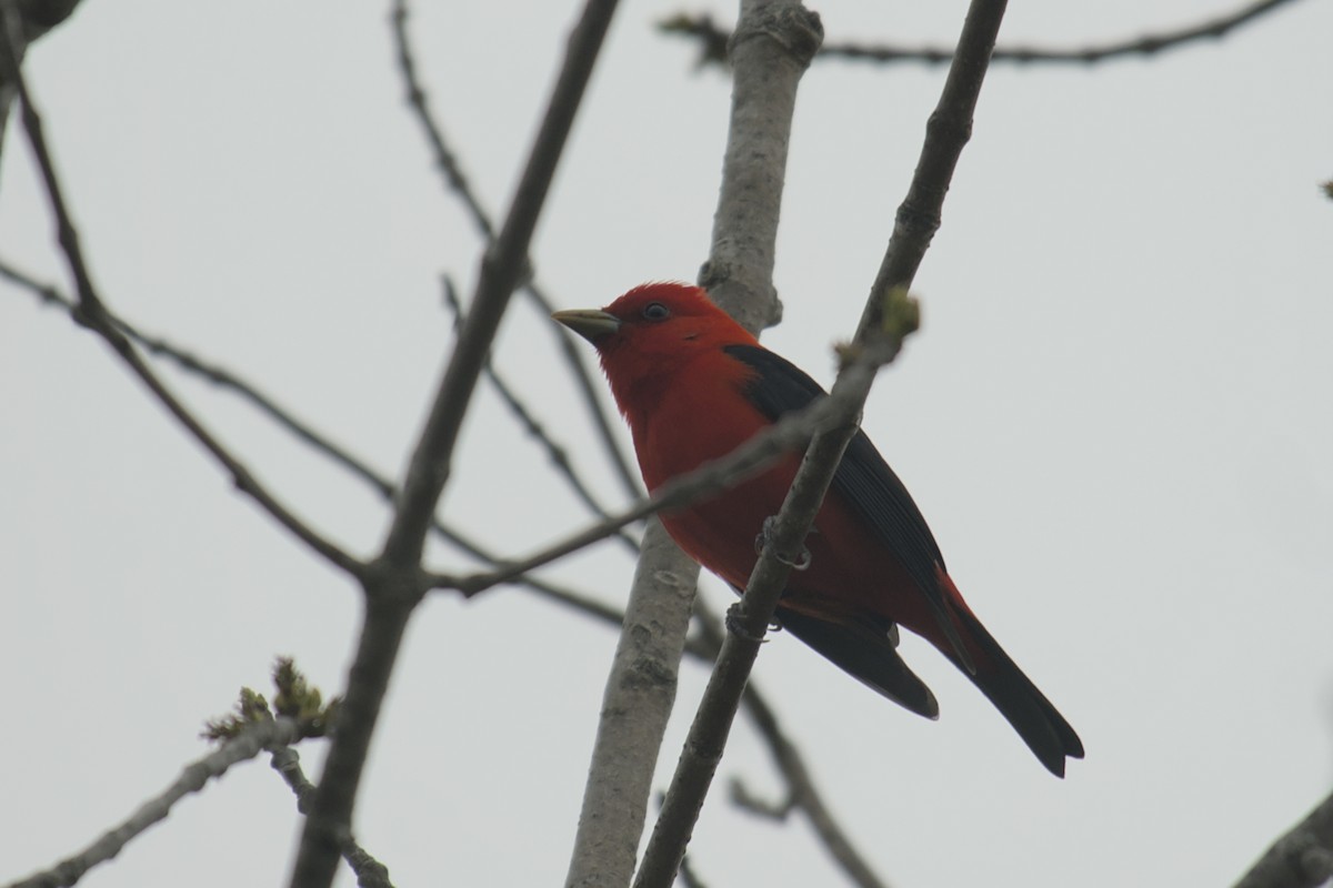 Scarlet Tanager - ML619061935
