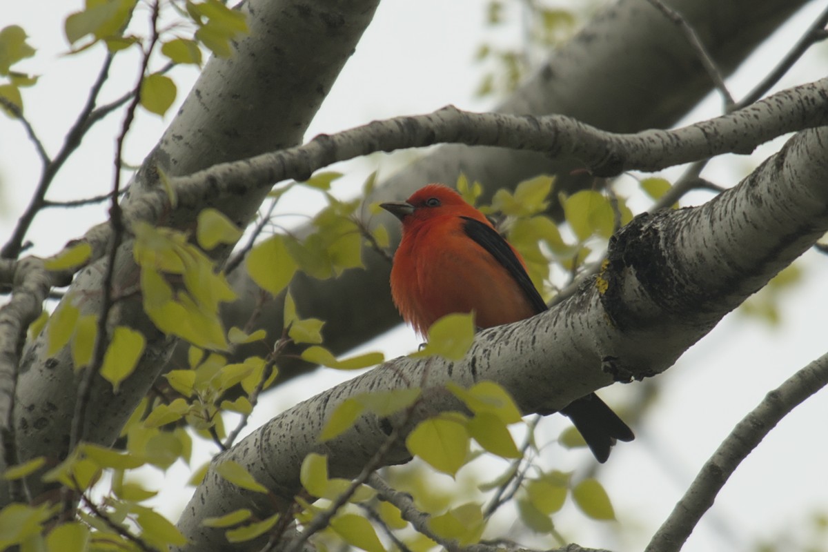 Scarlet Tanager - ML619061937