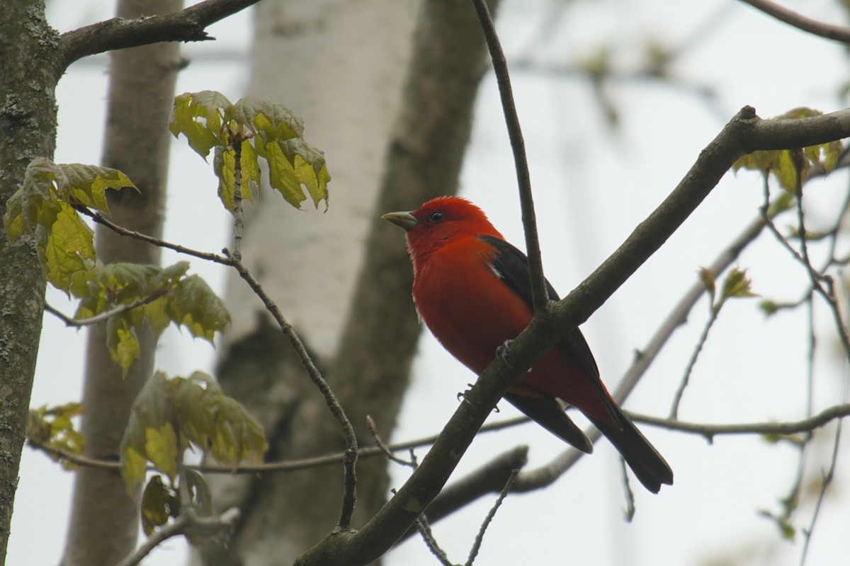 Scarlet Tanager - ML619061938