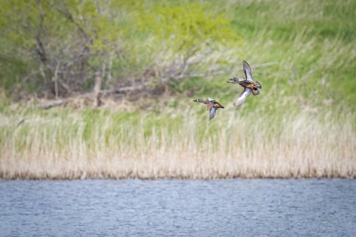 Blue-winged Teal - ML619062032