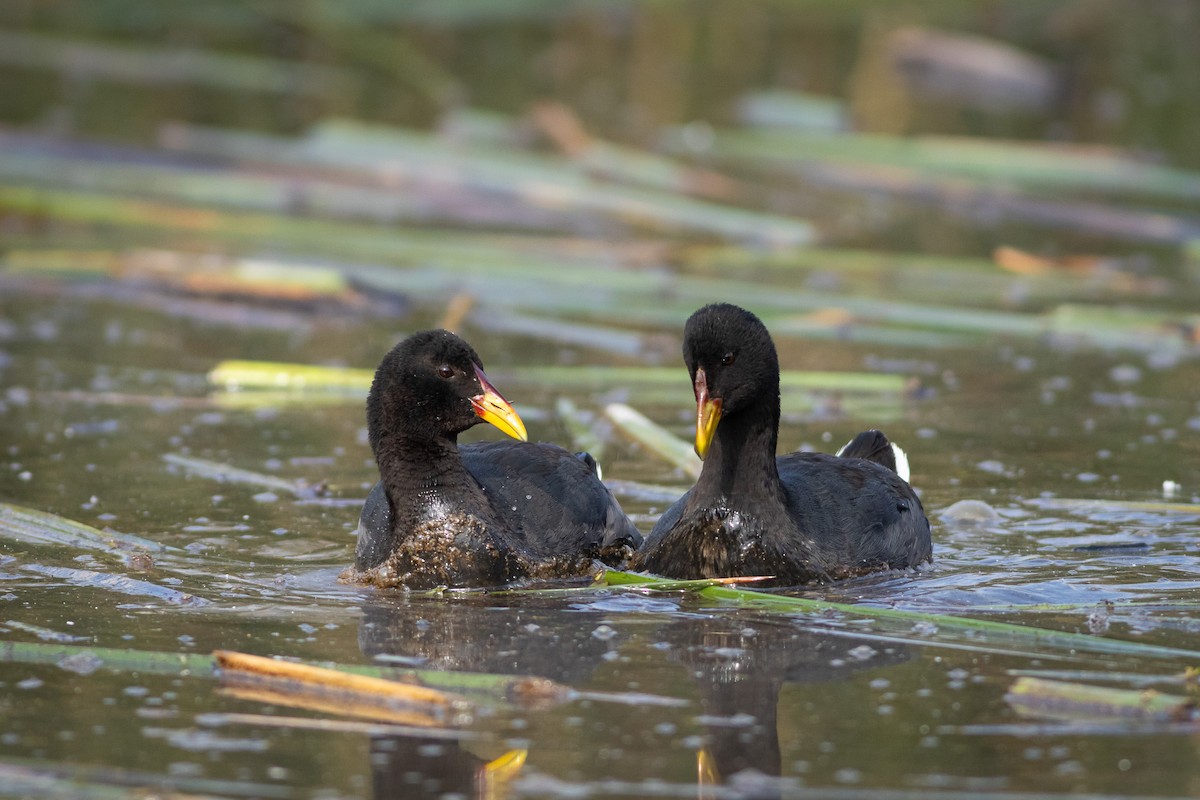 Red-fronted Coot - ML619062097