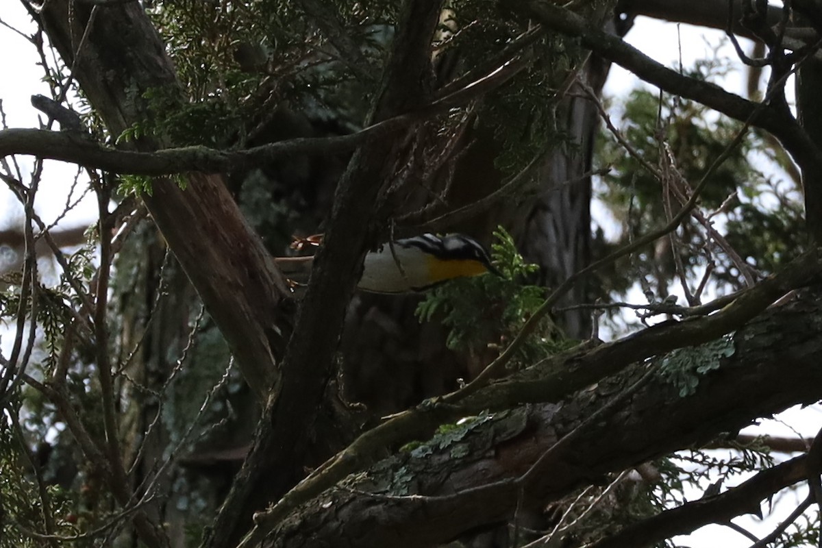 Yellow-throated Warbler - Nate L-S