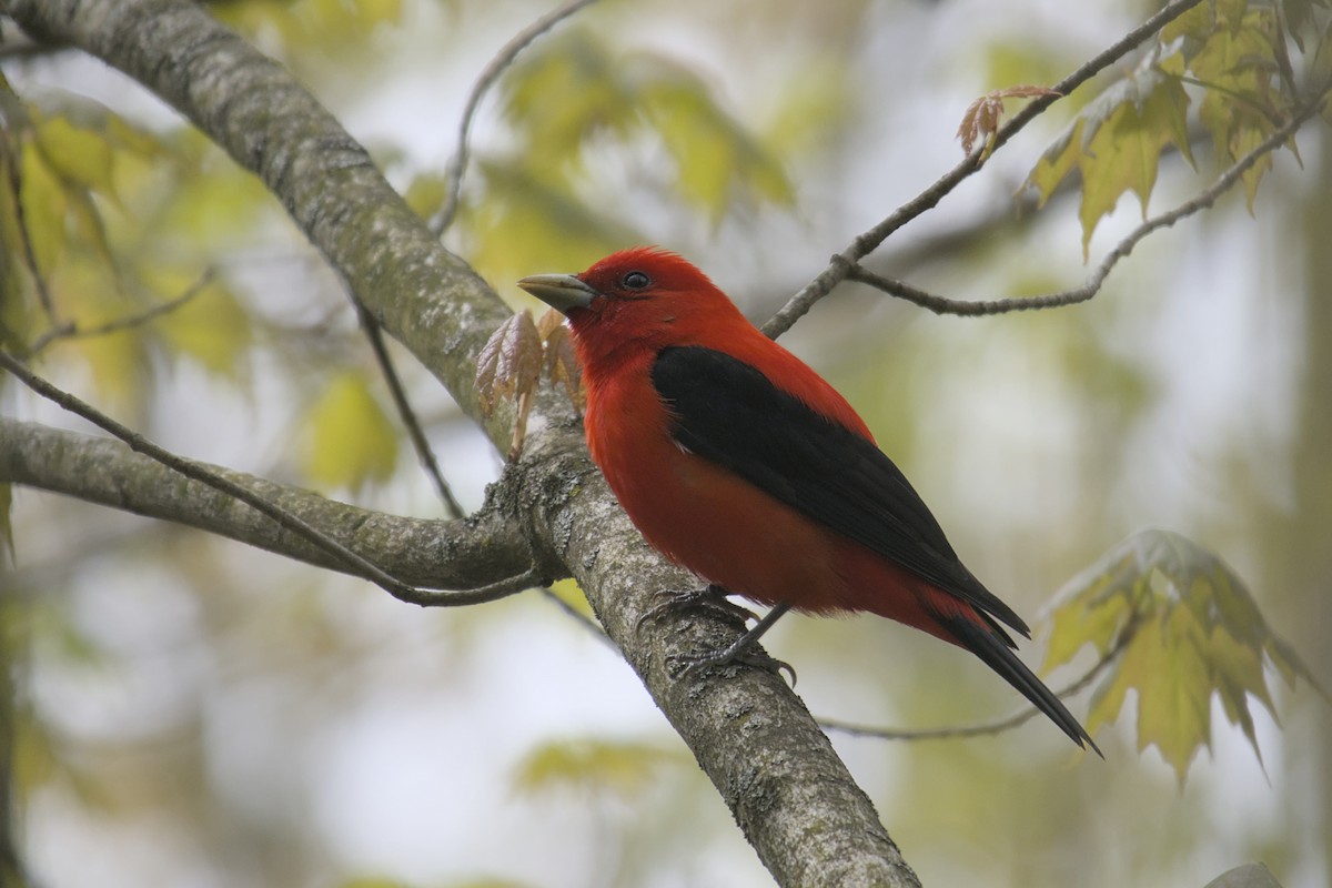Scarlet Tanager - ML619062137