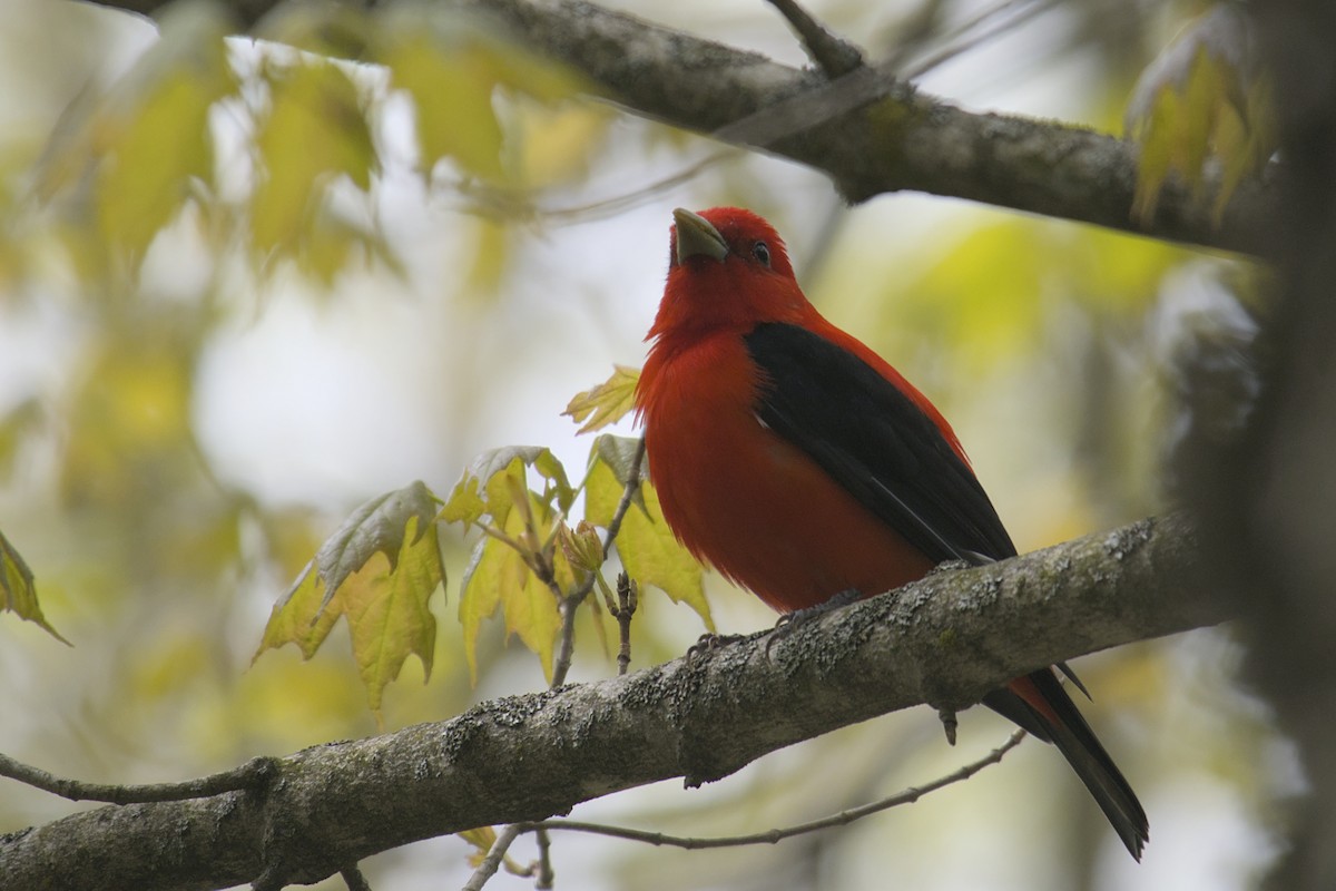 Scarlet Tanager - ML619062138