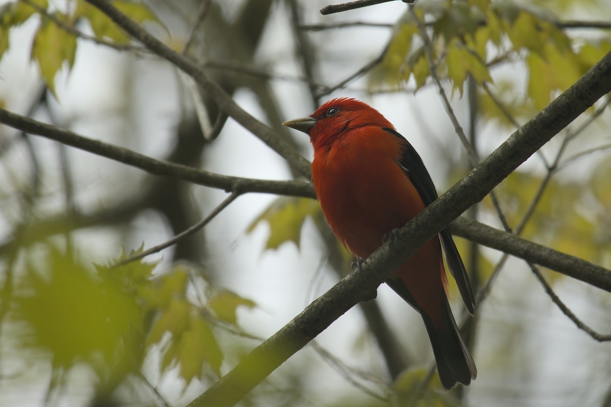 Scarlet Tanager - ML619062139