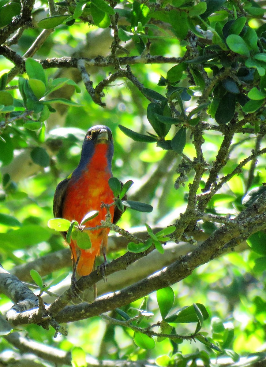 Painted Bunting - ML619062190