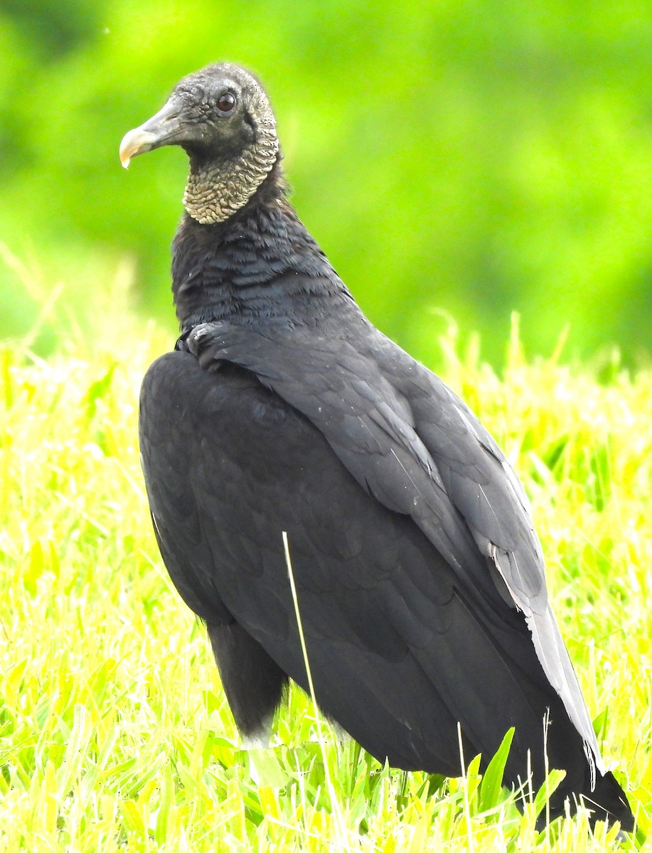 Black Vulture - ML619062204
