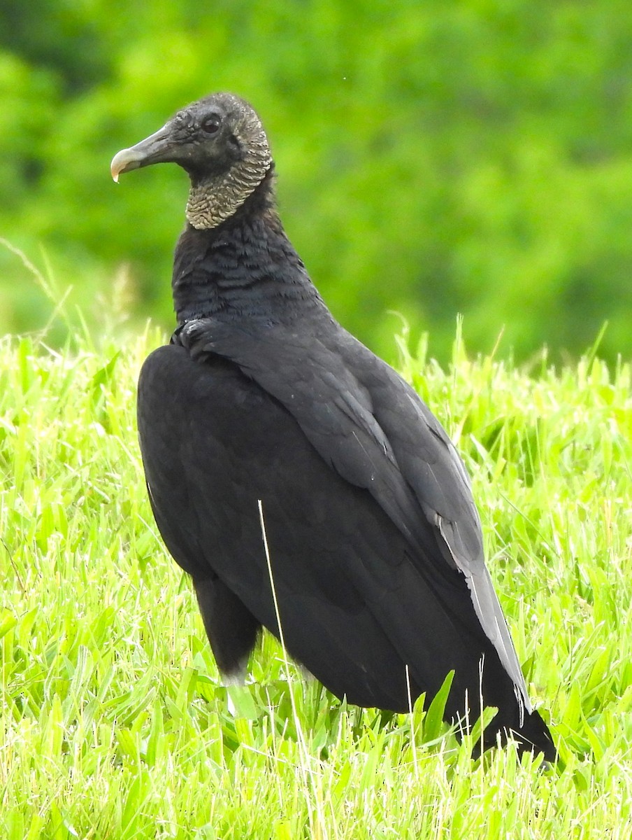 Black Vulture - ML619062205
