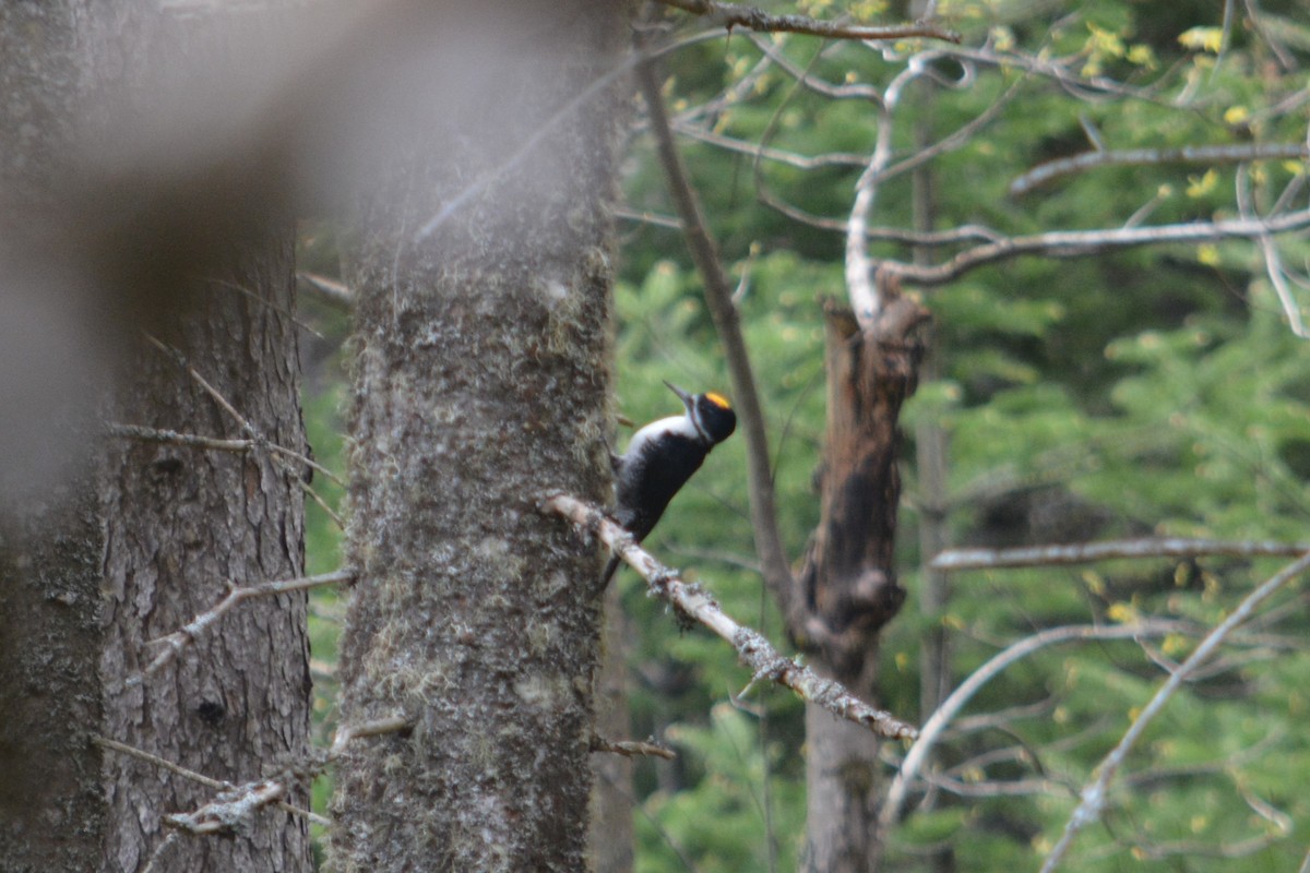 Black-backed Woodpecker - ML619062364