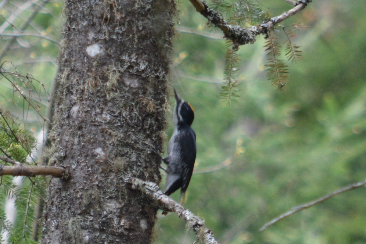 Black-backed Woodpecker - ML619062367