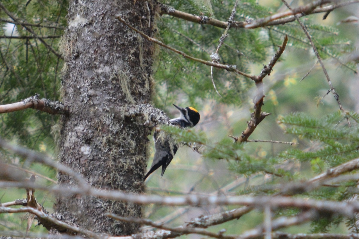 Black-backed Woodpecker - ML619062374