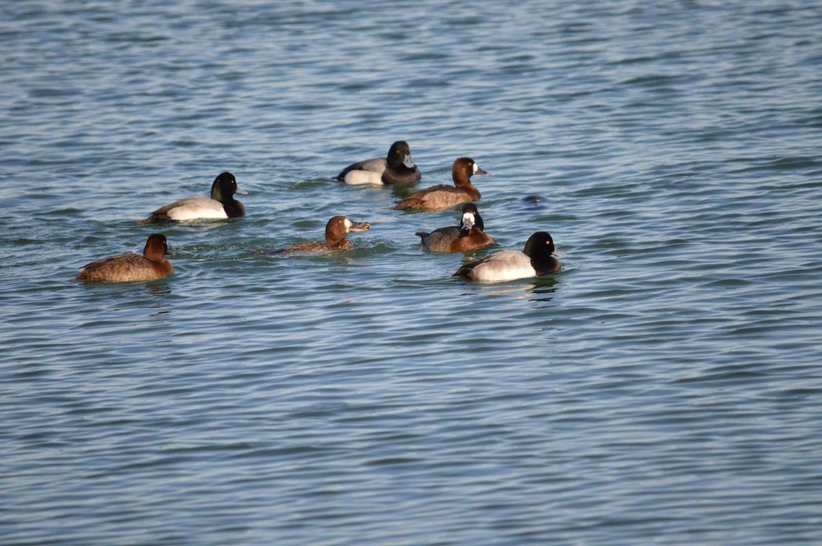 Greater Scaup - ML619062409