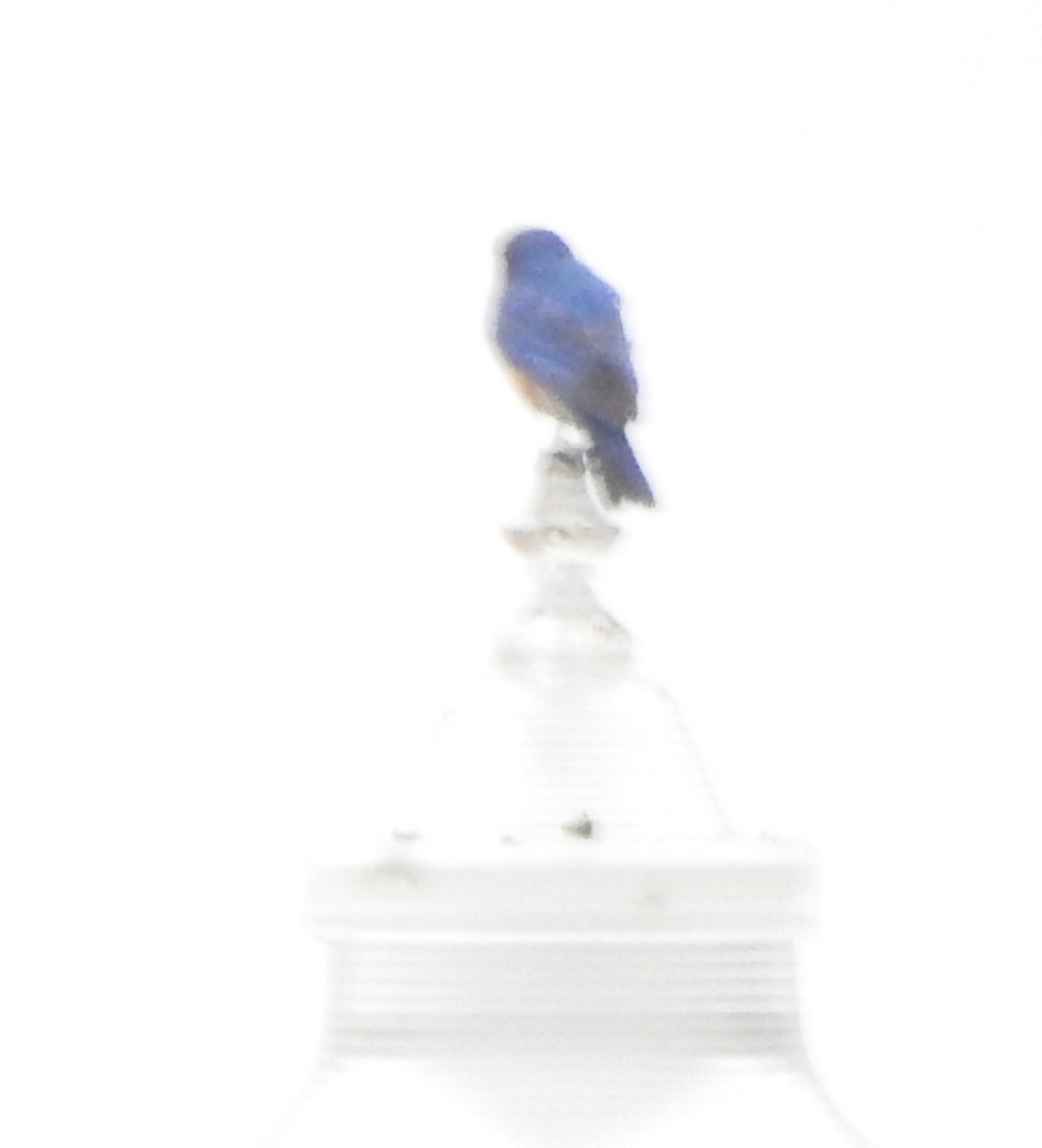 Eastern Bluebird - ML619062417