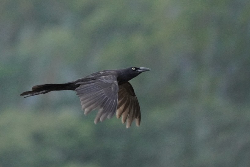 Great-tailed Grackle - ML619062445