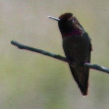 Anna's Hummingbird - ML619062516