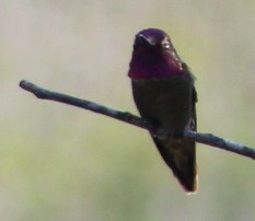 Anna's Hummingbird - ML619062517