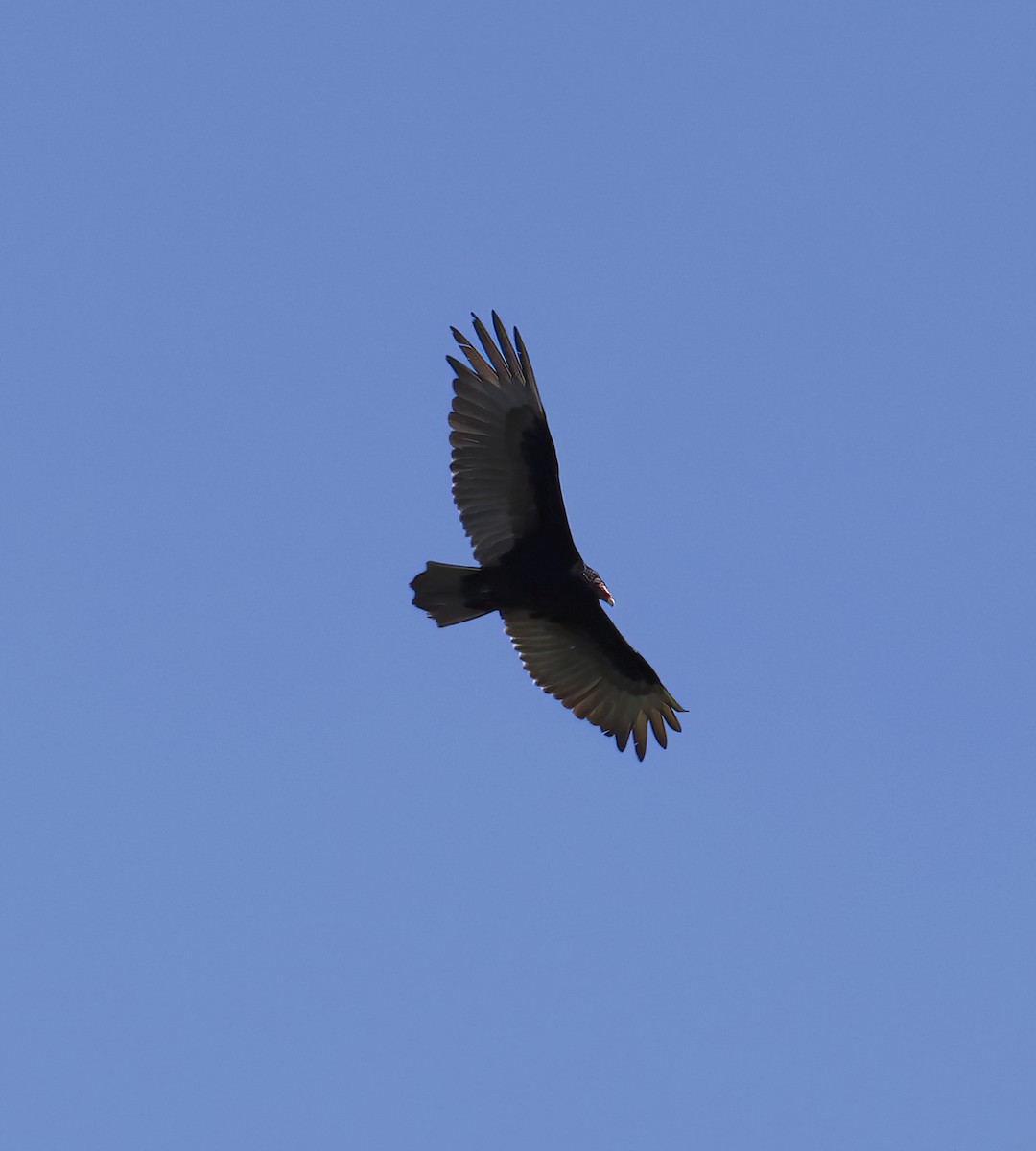 Turkey Vulture - ML619062565