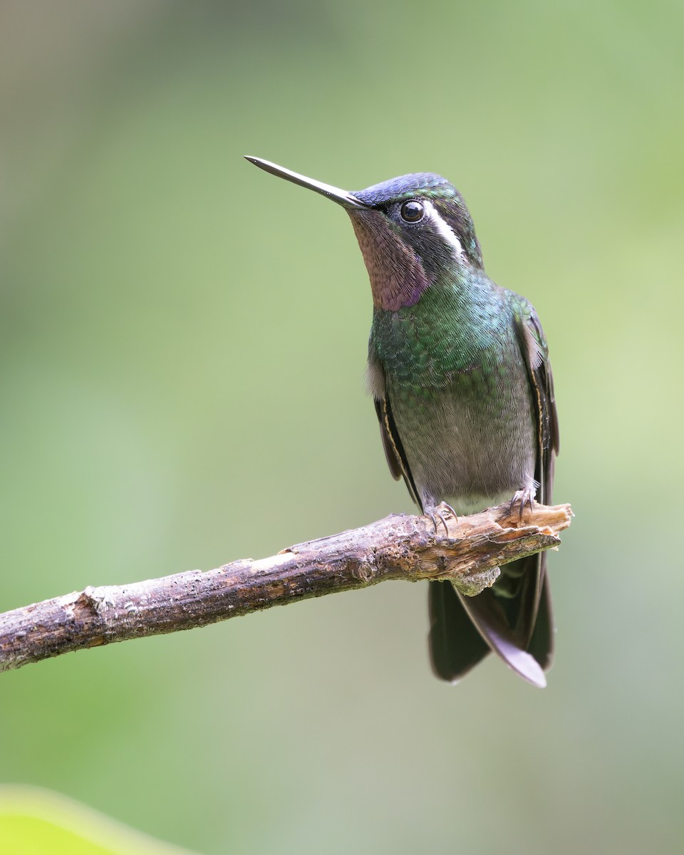kolibřík fialovohrdlý - ML619062628