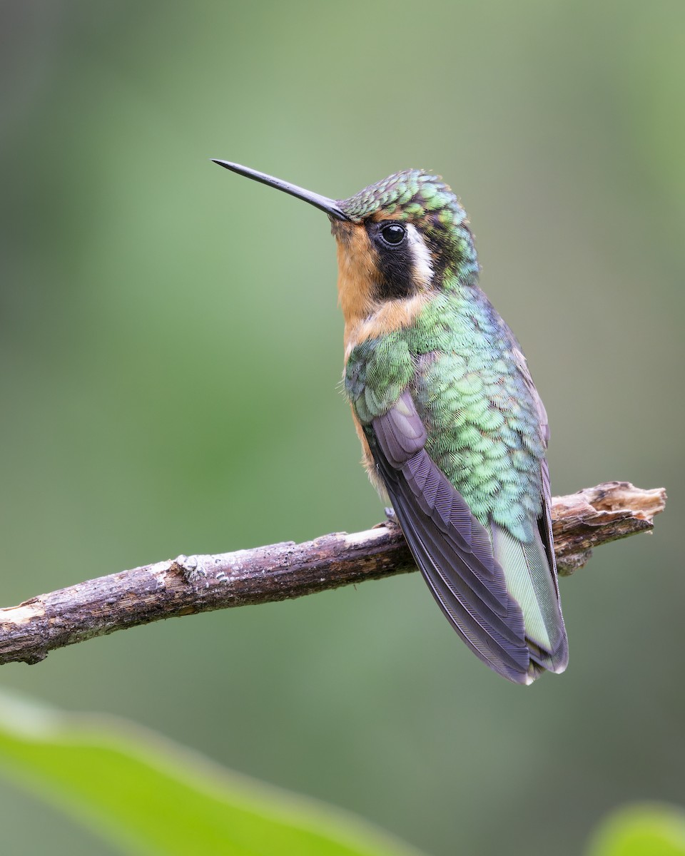 kolibřík fialovohrdlý - ML619062629