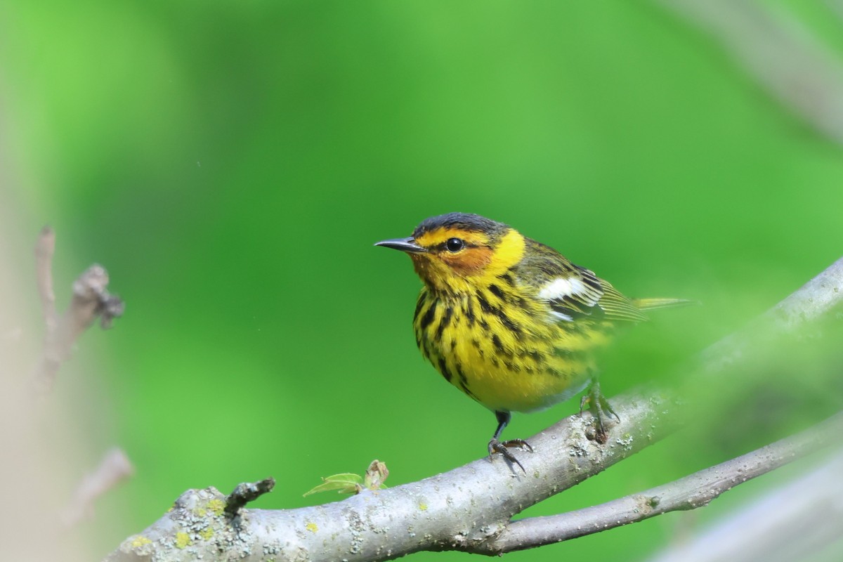 Cape May Warbler - ML619062634