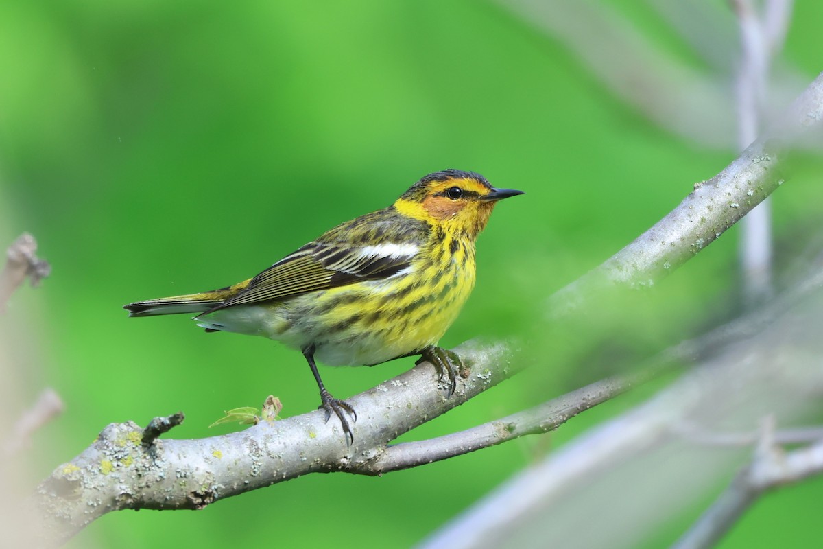 Cape May Warbler - ML619062636